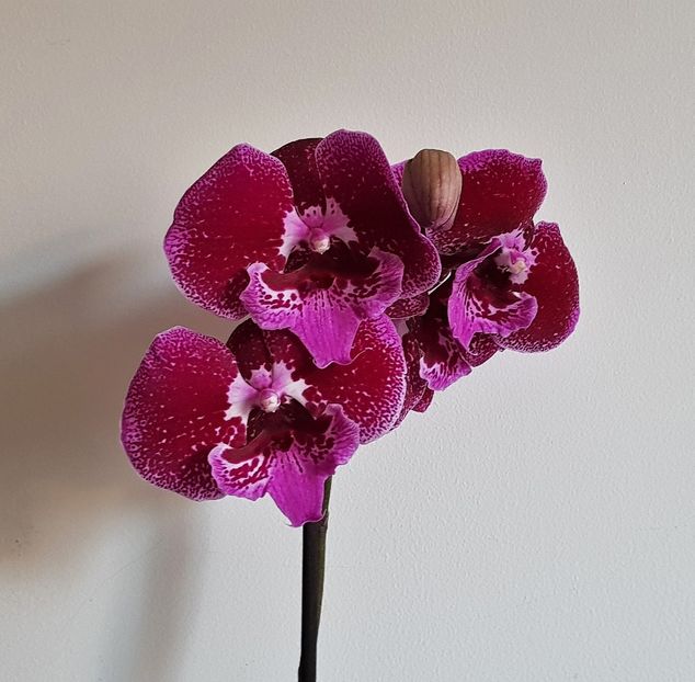  - Phalaenopsis 2