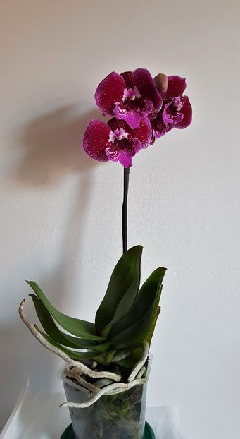 - Phalaenopsis 2