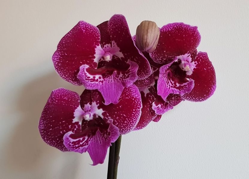  - Phalaenopsis 2