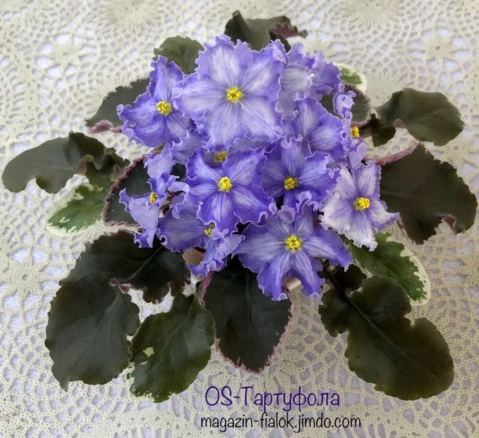 OS-Tartufola - OS Tartufola