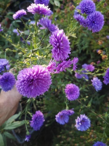 aster mov batut inchis - Gradina flori 2025