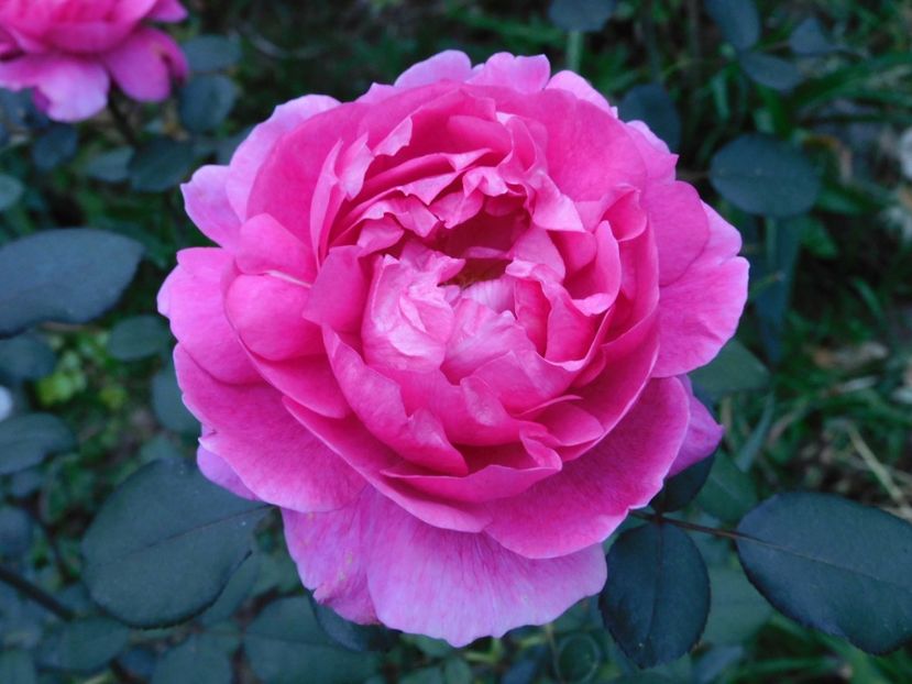 Noble Anthony -ca un bujor - -Trandafiri 2022