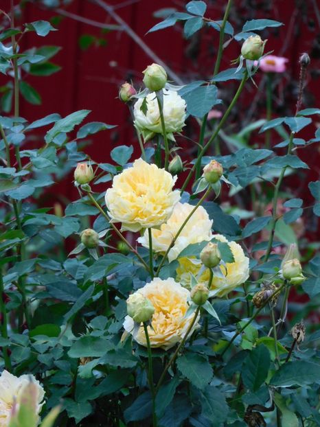 Moulineaux - -Trandafiri 2022