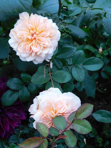 Port sunlight - -Trandafiri 2022