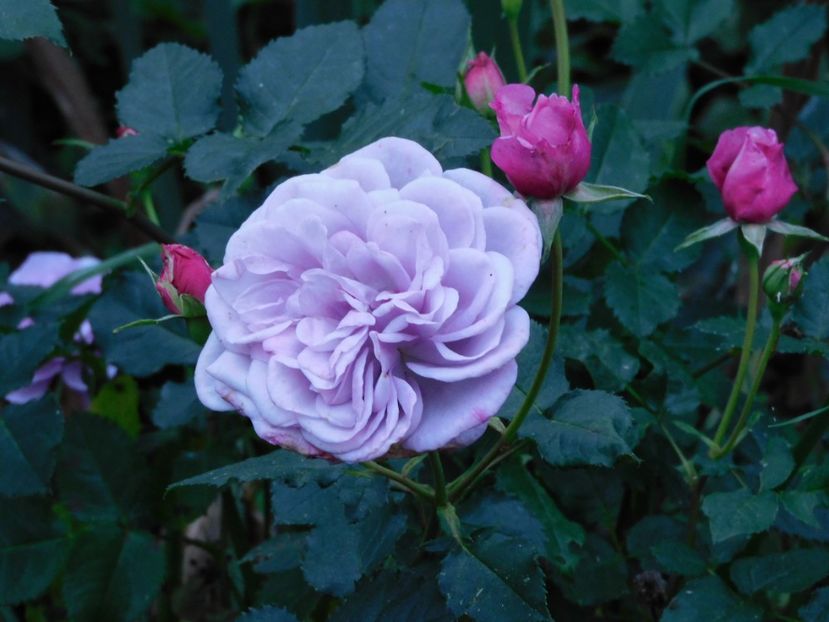 Parbleu - -Trandafiri 2022