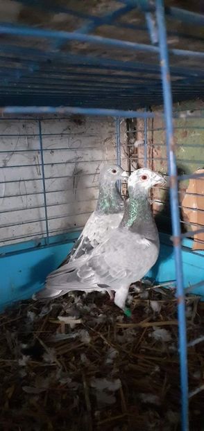  - PORUMBEI VANDUTI 2