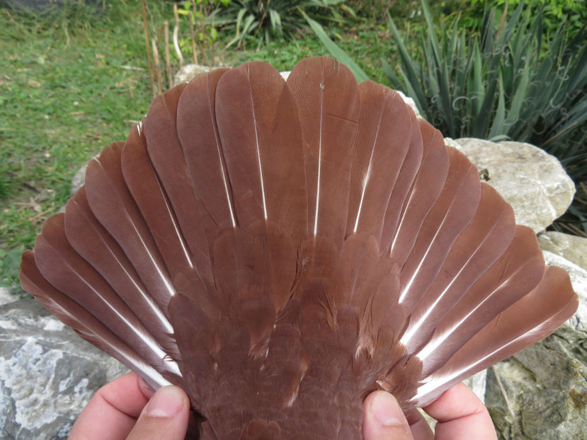  - Chenar la Roșii de Târgoviște - porumbei