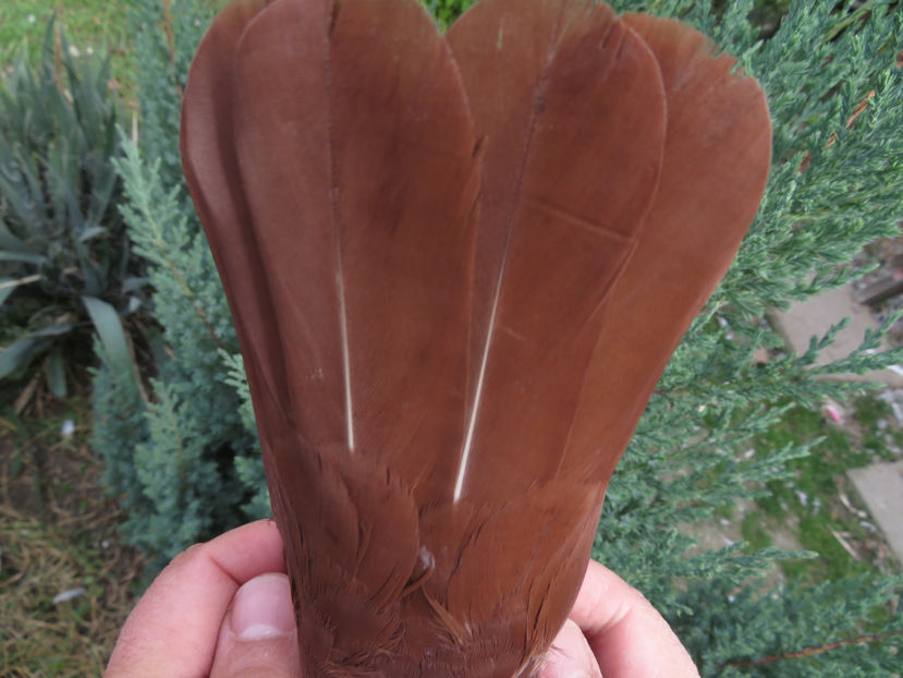  - Chenar la Roșii de Târgoviște - porumbei