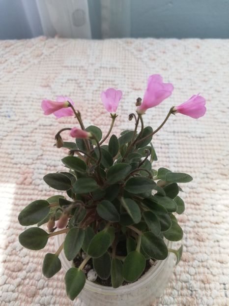 2 aug - Brazos Belle