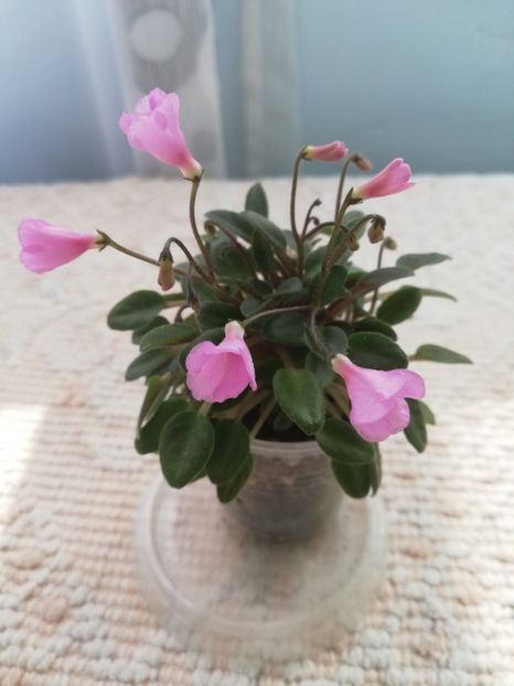 2 aug - Brazos Belle