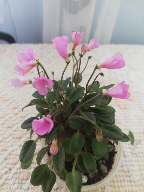 15 aug - Brazos Belle