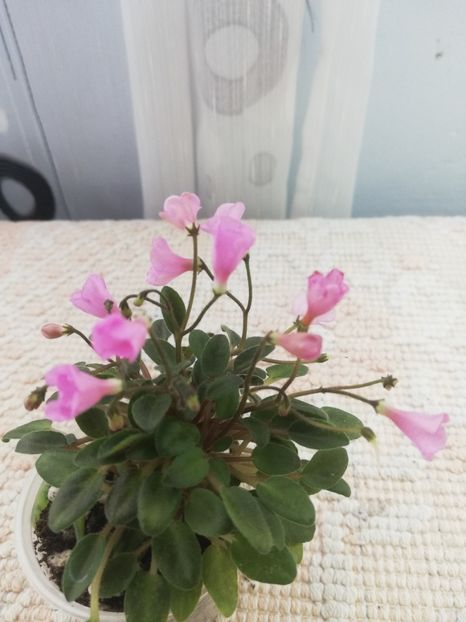 15 aug - Brazos Belle