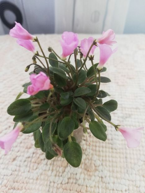 15 aug - Brazos Belle