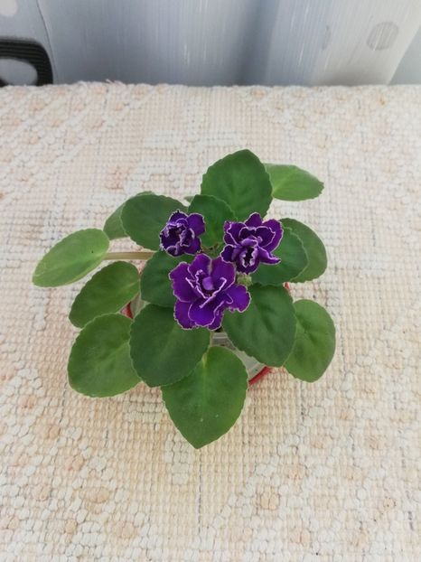 18 iul - Mac s Shining Shadow