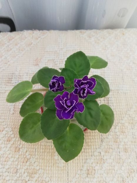 18 iul - Mac s Shining Shadow