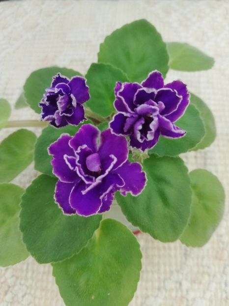 18 iul - Mac s Shining Shadow