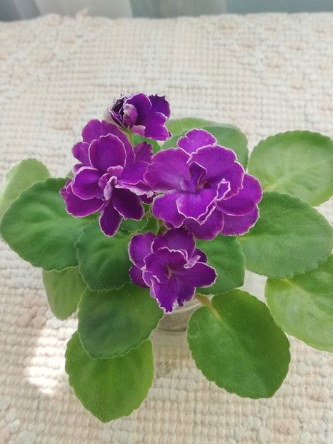 2 aug - Mac s Shining Shadow