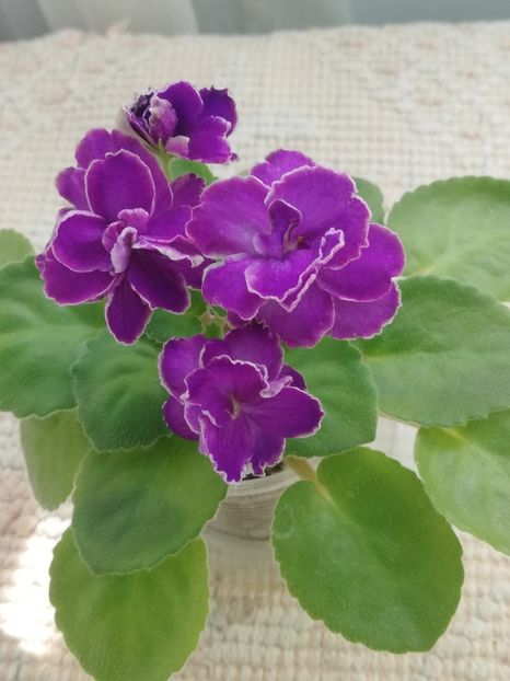 2 aug - Mac s Shining Shadow