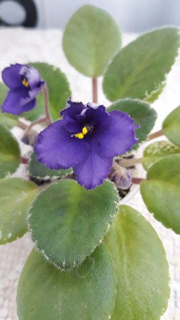 17 iun - Morgan s Mauevelous