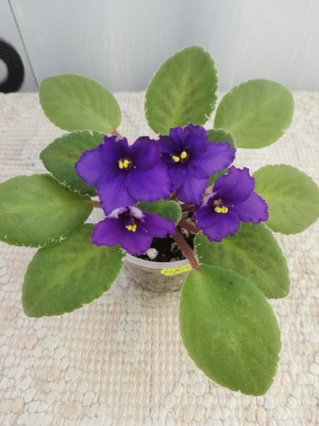 22 iun - Morgan s Mauevelous