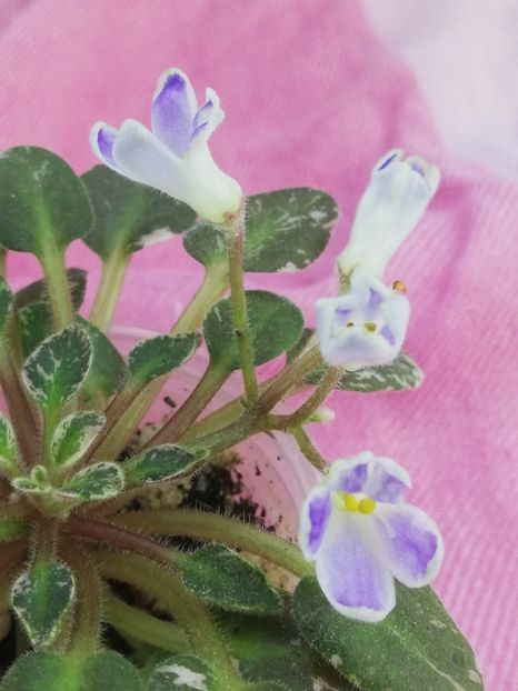 23 oct - N Night Dew