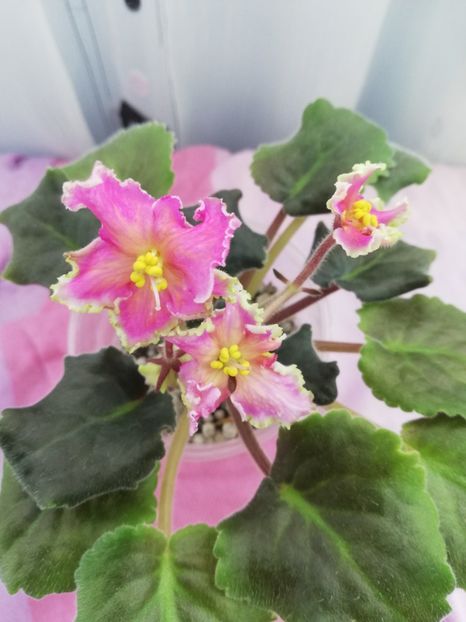 23 oct - AV Barbariska