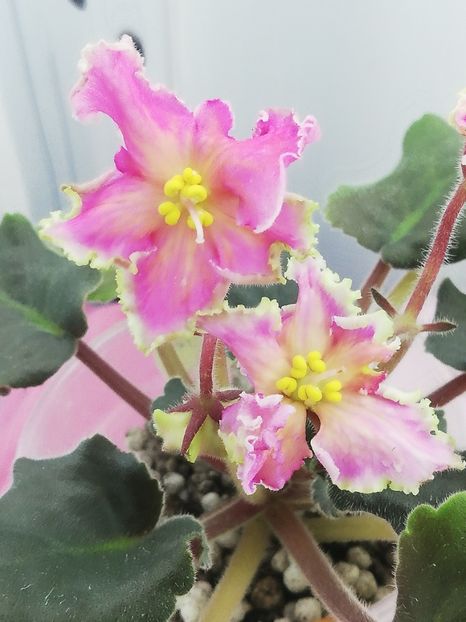 23 oct - AV Barbariska