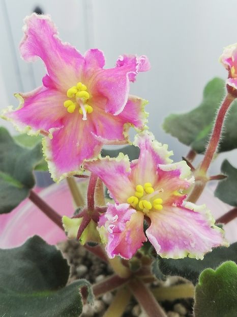 23 oct - AV Barbariska