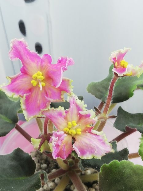 23 oct - AV Barbariska