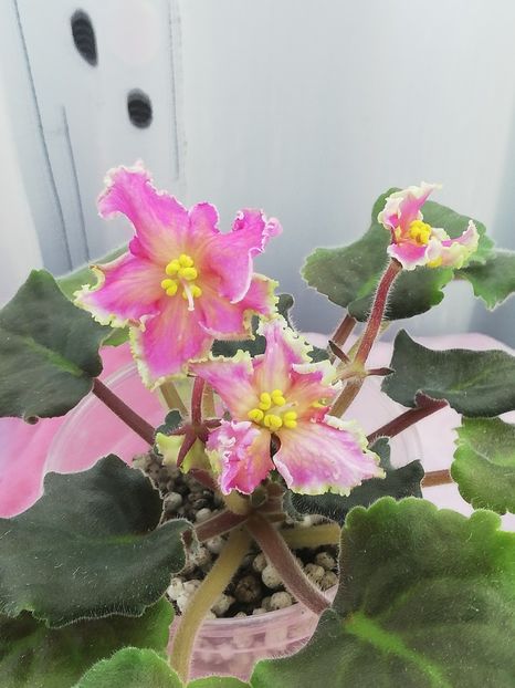 23 oct - AV Barbariska