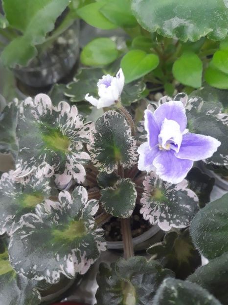 24 aug - N Tet-a-Tet