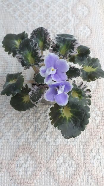 2 sept - N Tet-a-Tet