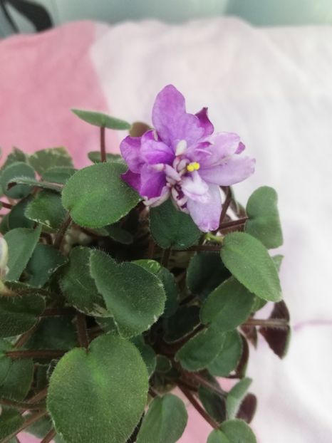 23 oct - LE Gornaya Lavanda