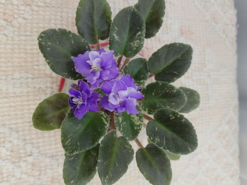 18 iul - Shirl s Ruffled Petcoat