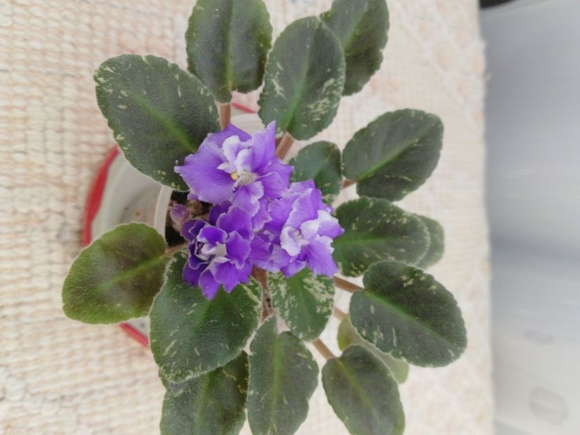 18 iul - Shirl s Ruffled Petcoat