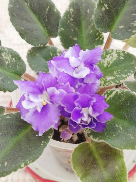 18 iul - Shirl s Ruffled Petcoat