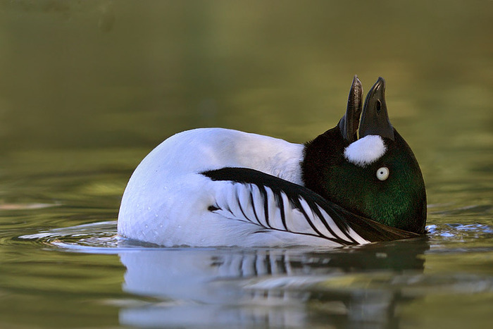 RATA SUNATOARE EUROPEANA