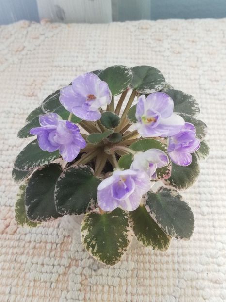 2 aug - N Goluboe Solnishko