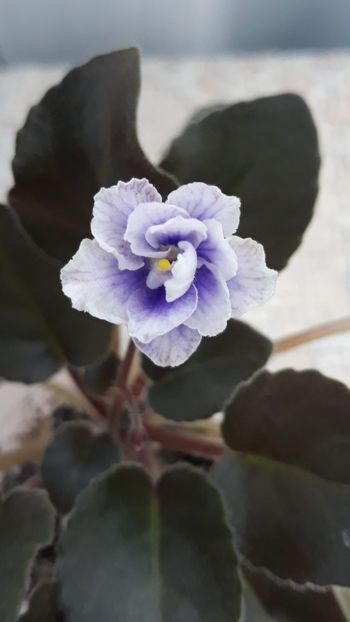 17 iun - SK Osjminozhka