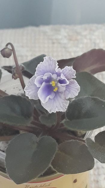 22 iun - SK Osjminozhka