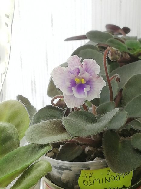 22 iun - SK Osjminozhka