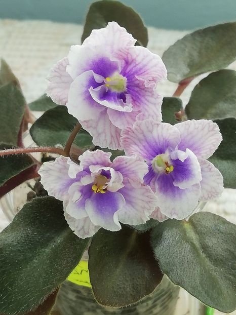 7 iul - SK Osjminozhka