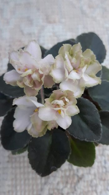 17 iun - NL Kniaginia Olga