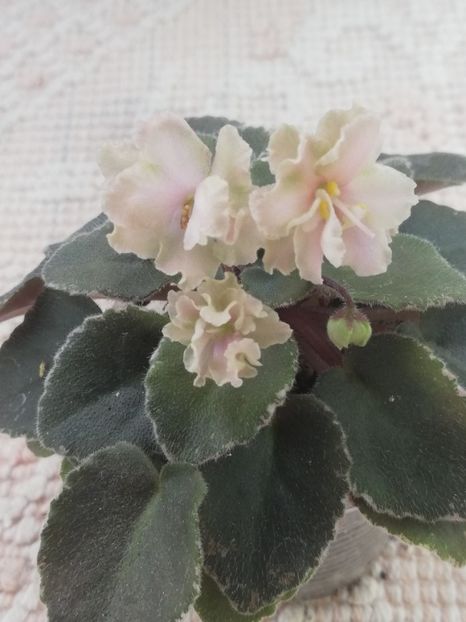 15 aug - NL Kniaginia Olga