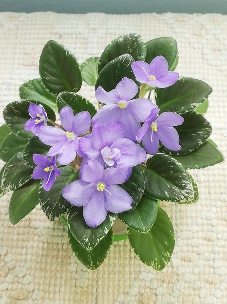 7 iul - Shirl s Blue Eyes