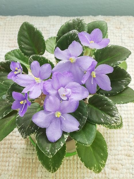 7 iul - Shirl s Blue Eyes