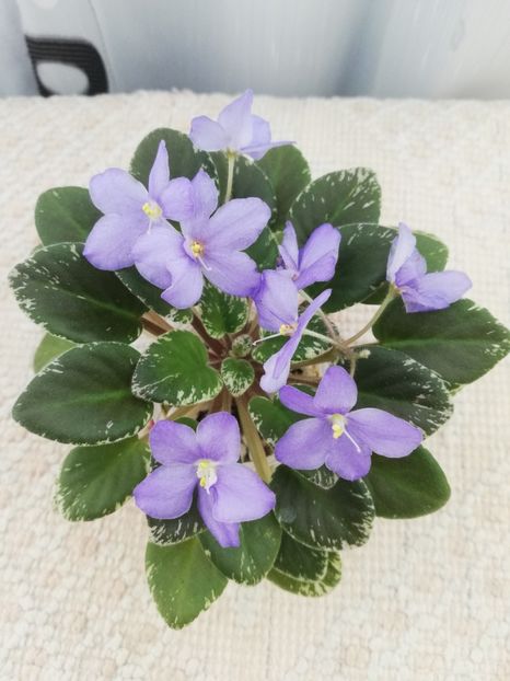 18 iul - Shirl s Blue Eyes