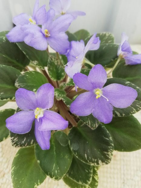 18 iul - Shirl s Blue Eyes