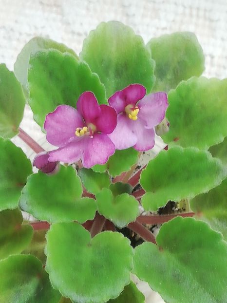 7 iul - Hunter s Captivating