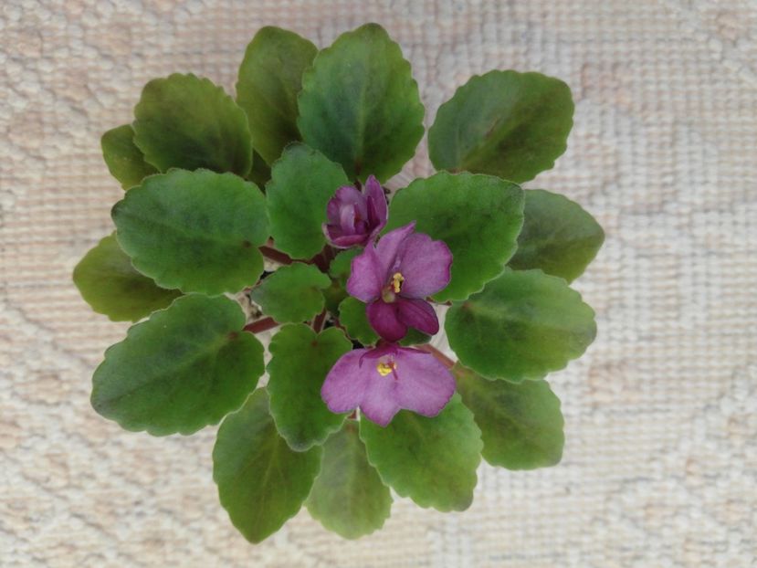 9 iul - Hunter s Captivating